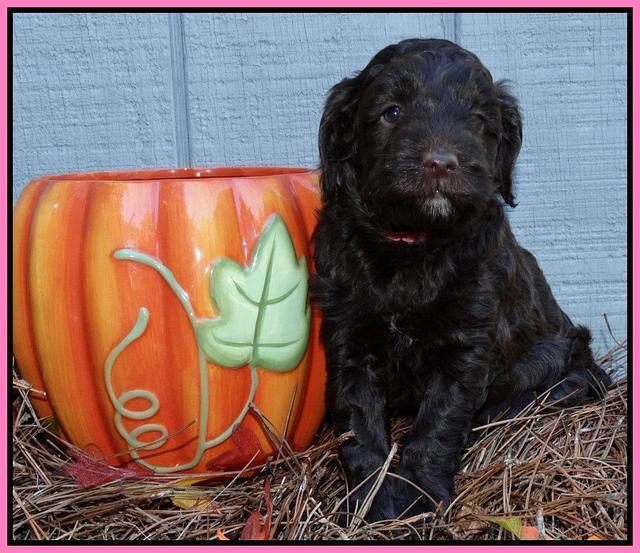 Cherie Mojo pups 5 wks old 131