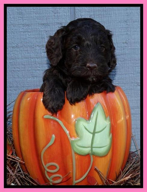 Cherie Mojo pups 5 wks old 61