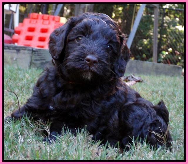 Cherie Mojo pups 5 wks old 91