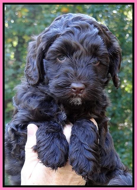 Cherie Mojo pups 6 weeks old 030