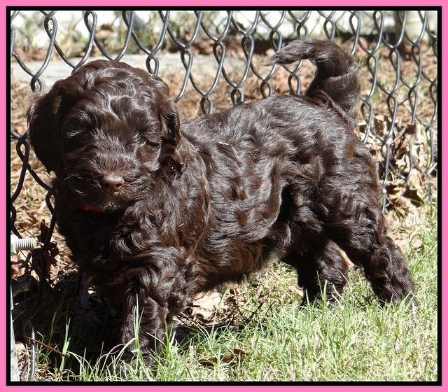 Cherie Mojo pups 6 weeks old 055