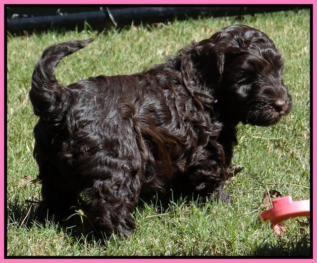 Cherie Mojo pups 6 weeks old 060