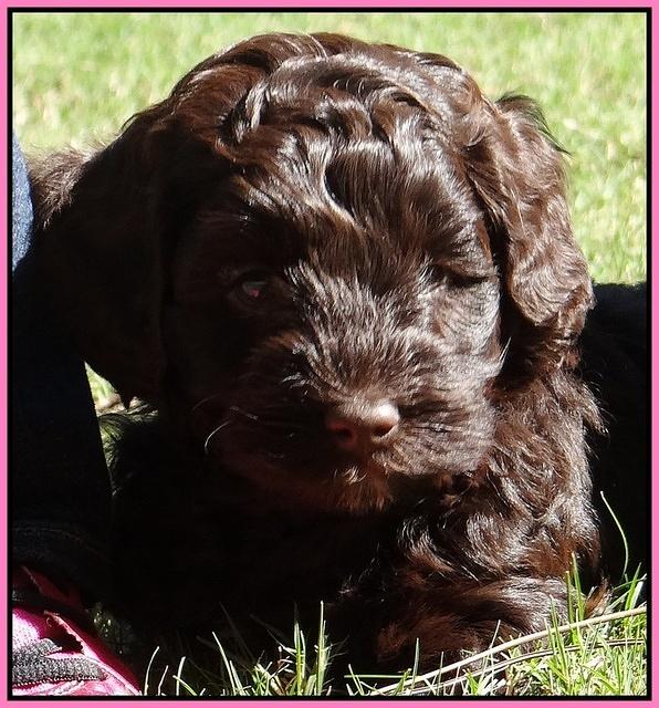 Cherie Mojo pups 6 weeks old 068