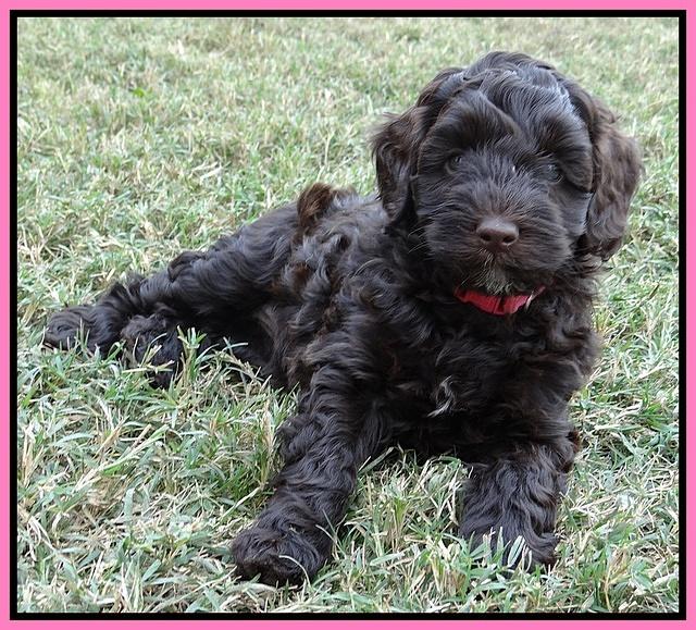 Cherie Mojo pups 7 wks old 101
