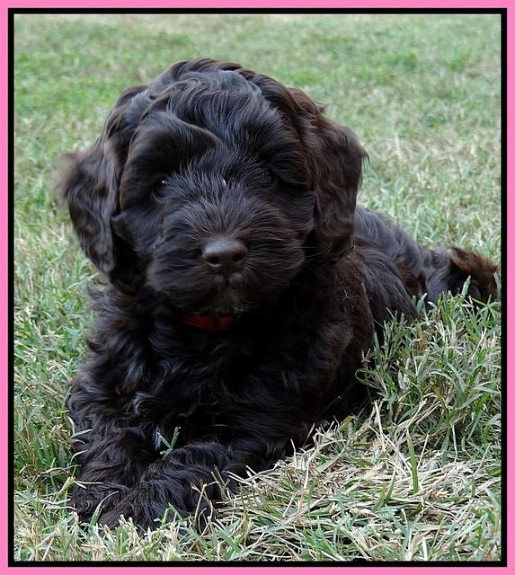 Cherie Mojo pups 7 wks old 111