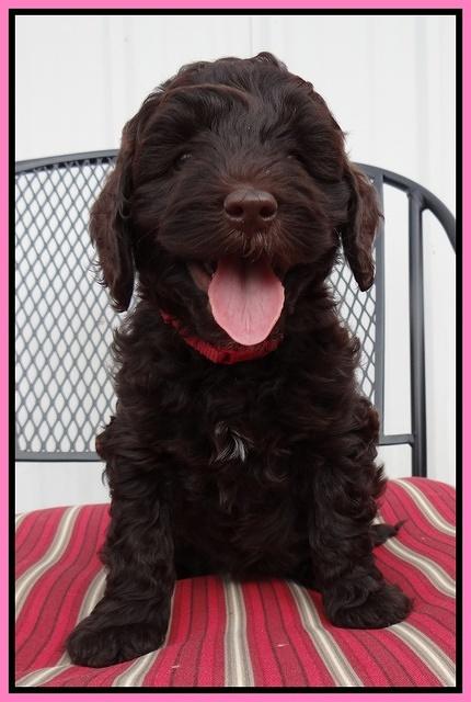 Cherie Mojo pups 7 wks old 71