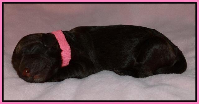 Pink 1 day (10)