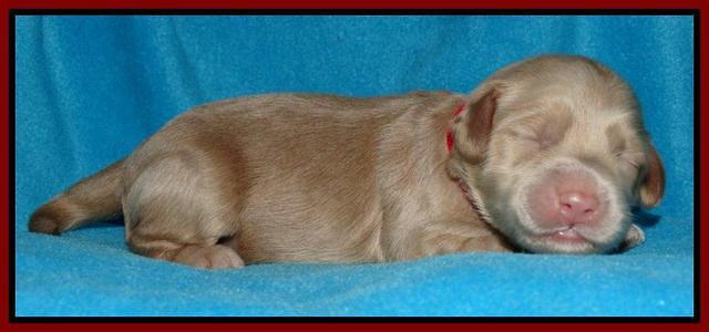 Cherie Mojo pups 1 wk old 161