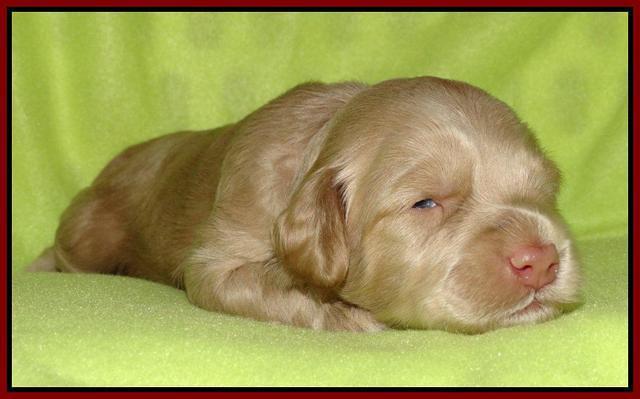 Cherie Mojo pups 2 wks old 131