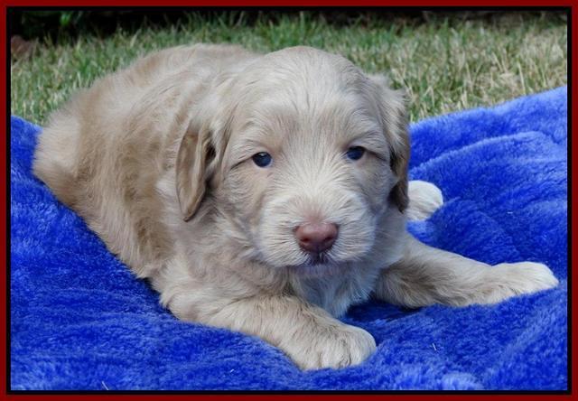 Cherie Mojo pups 4 wks old 71