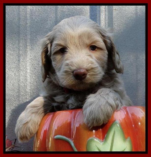 Cherie Mojo pups 5 wks old 141