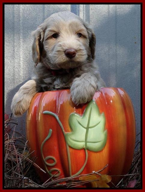 Cherie Mojo pups 5 wks old 151