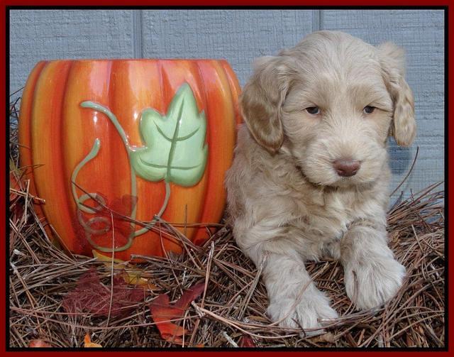 Cherie Mojo pups 5 wks old 161