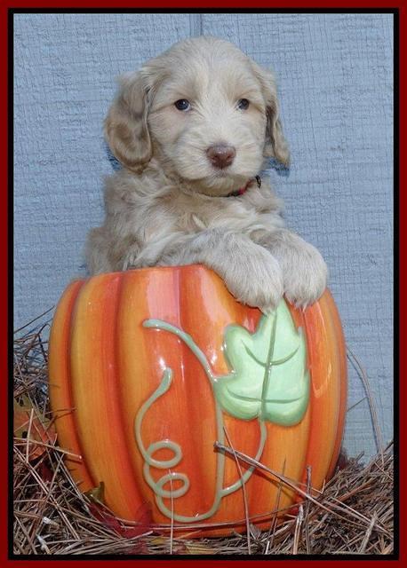Cherie Mojo pups 5 wks old 181