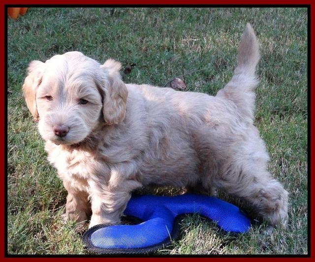 Cherie Mojo pups 5 wks old 191