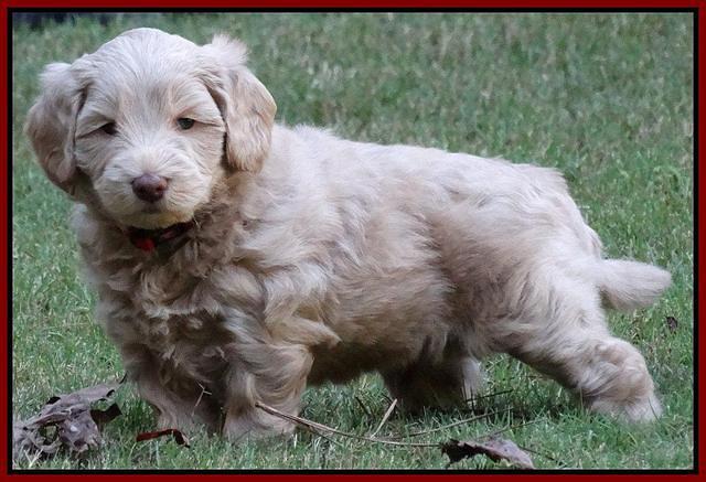 Cherie Mojo pups 5 wks old 201