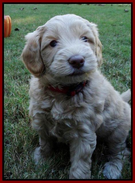 Cherie Mojo pups 5 wks old 211