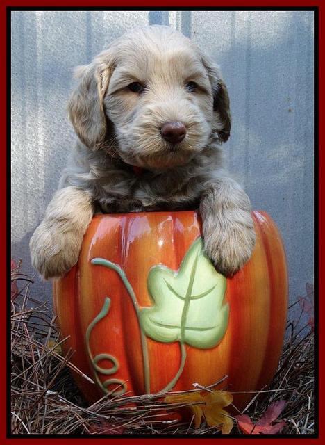 Cherie Mojo pups 5 wks old 221