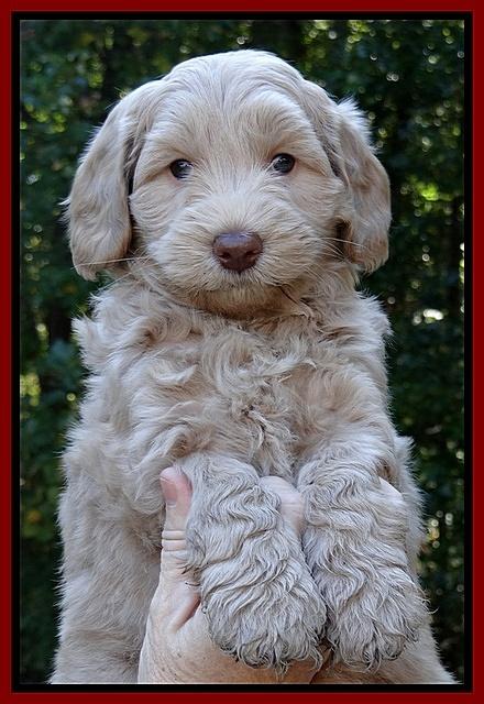 Cherie Mojo pups 6 weeks old 024