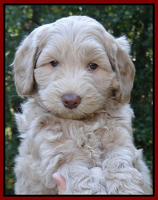 Cherie Mojo pups 6 weeks old 026