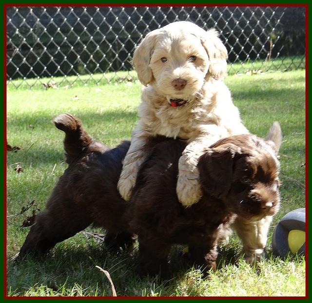 Cherie Mojo pups 6 weeks old 051