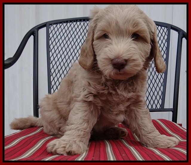 Cherie Mojo pups 7 wks old 211