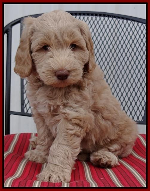 Cherie Mojo pups 7 wks old 221