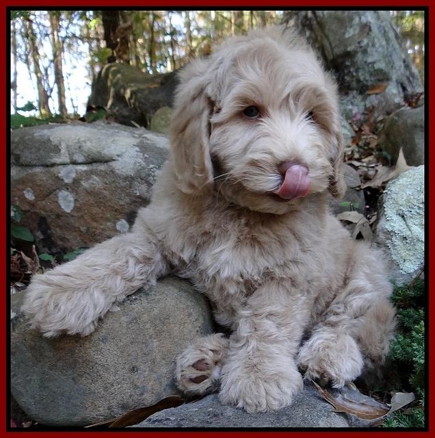 Cherie Mojo pups 8 wks old 017