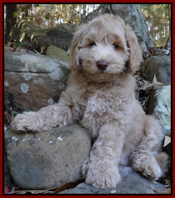 Cherie Mojo pups 8 wks old 024