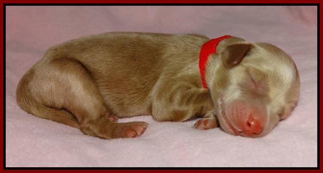 Red 1 day (6)