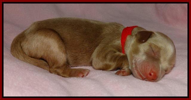 Red 1 day (7)