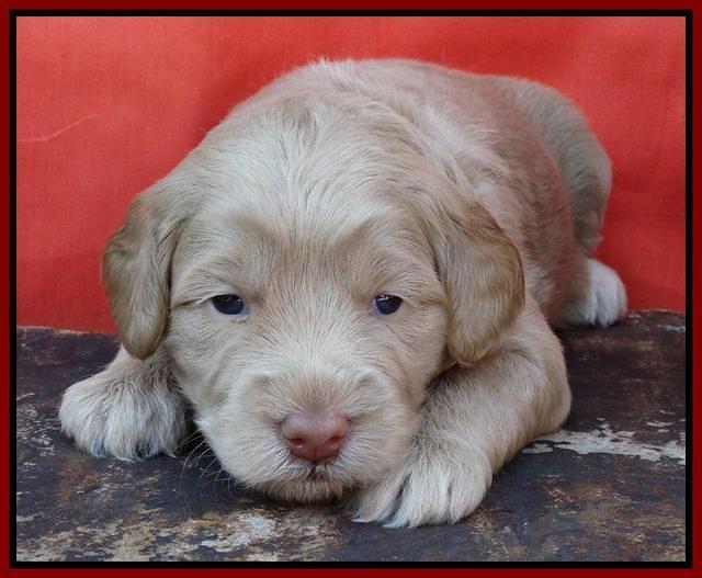 Red 3 wks (26)