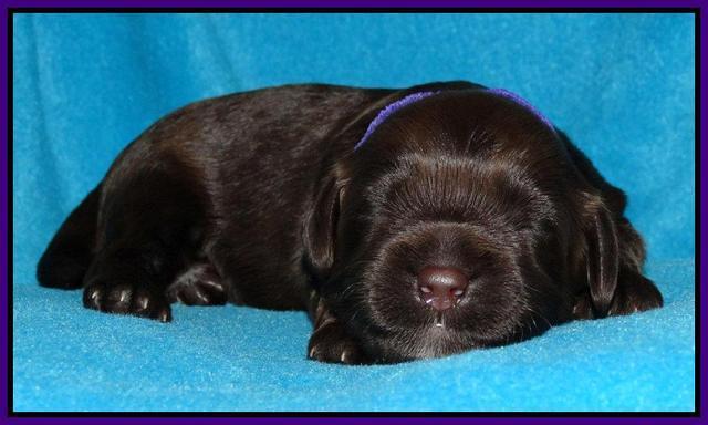 Cherie Mojo pups 1 wk old 121
