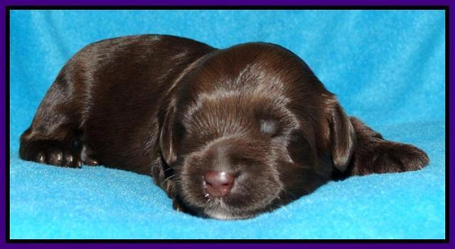 Cherie Mojo pups 1 wk old 151