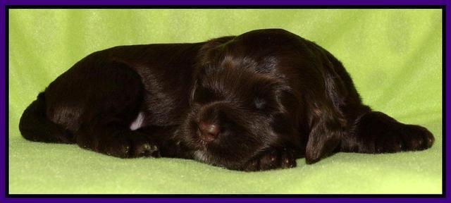 Cherie Mojo pups 2 wks old 101