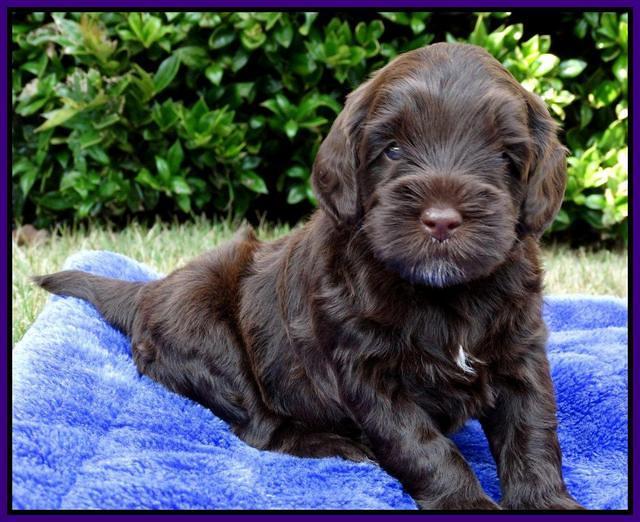 Cherie Mojo pups 4 wks old 131