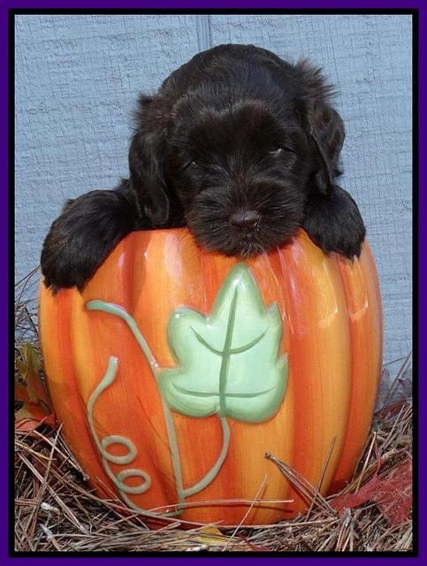 Cherie Mojo pups 5 wks old 231