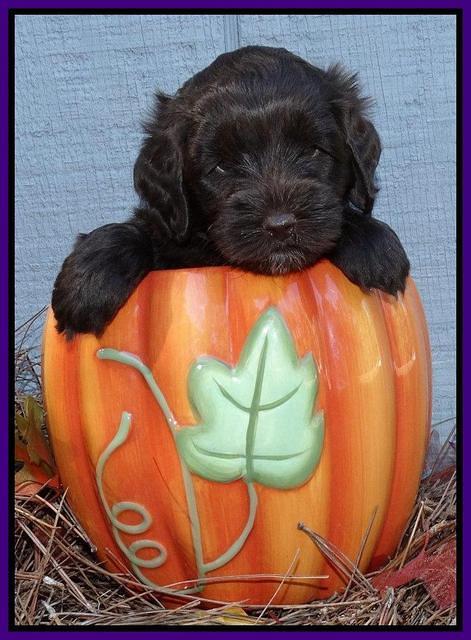 Cherie Mojo pups 5 wks old 241