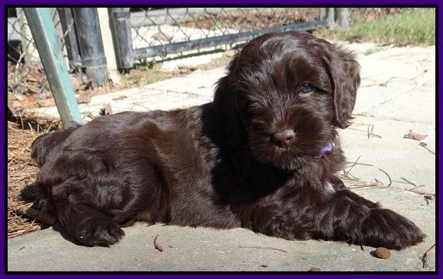 Cherie Mojo pups 6 weeks old 005