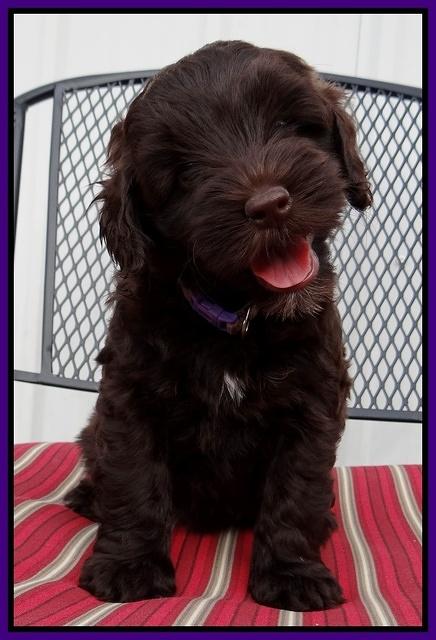 Cherie Mojo pups 7 wks old 151