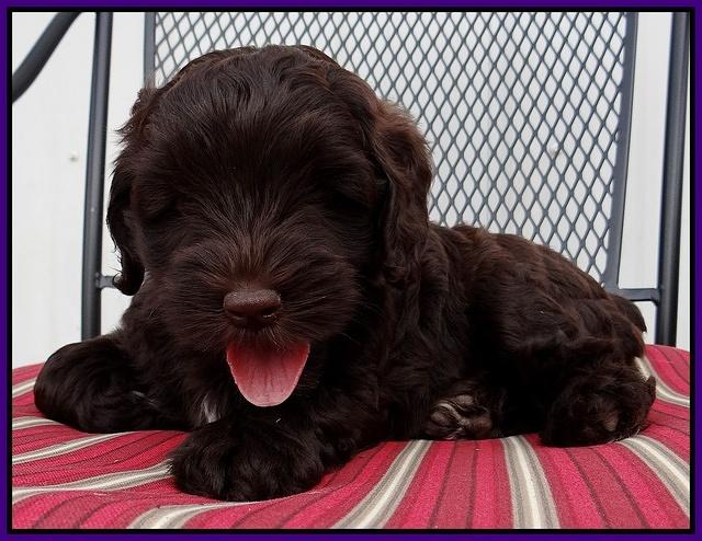 Cherie Mojo pups 7 wks old 161