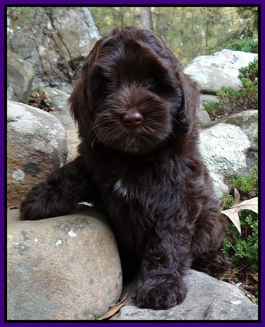 Cherie Mojo pups 8 wks old 017