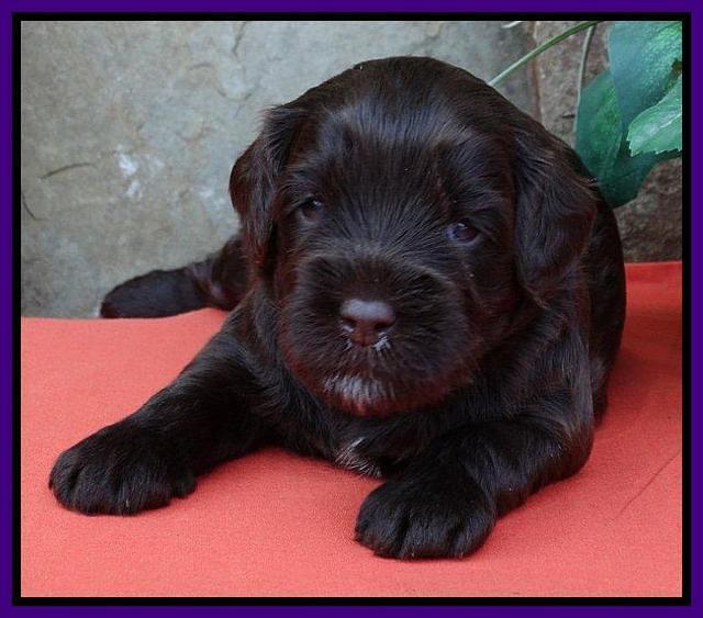 Purple 3 wks (10)