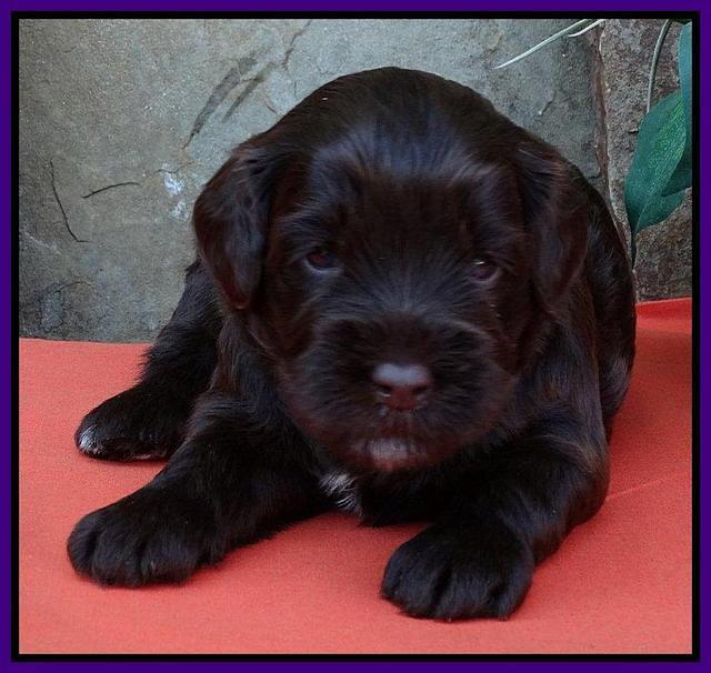 Purple 3 wks (15)