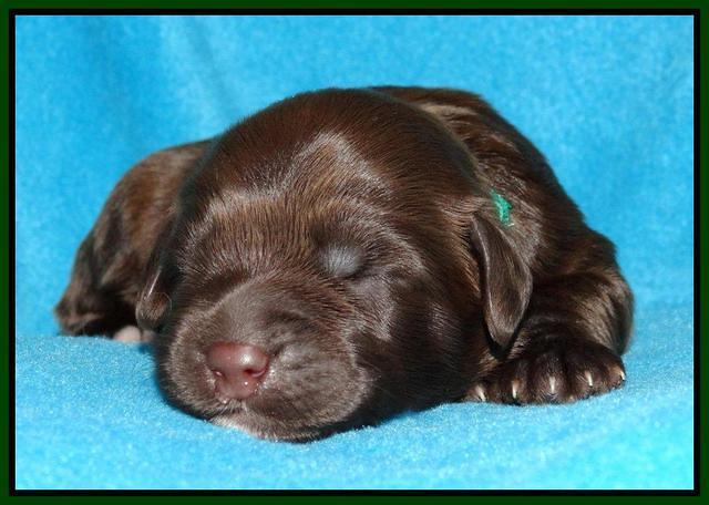 Cherie Mojo pups 1 wk old 51