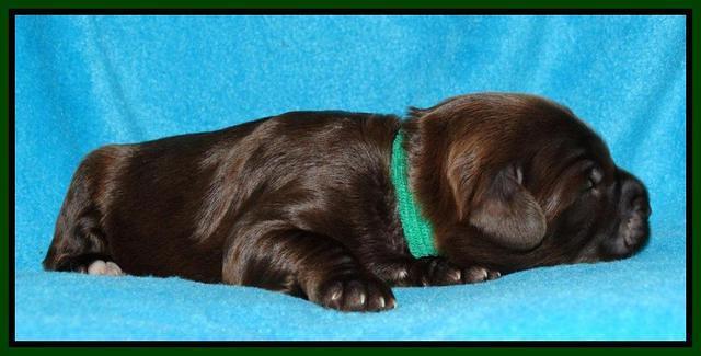Cherie Mojo pups 1 wk old 71