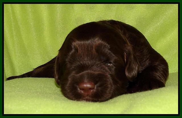Cherie Mojo pups 2 wks old 161