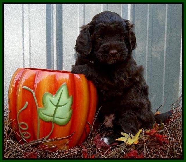 Cherie Mojo pups 5 wks old 301
