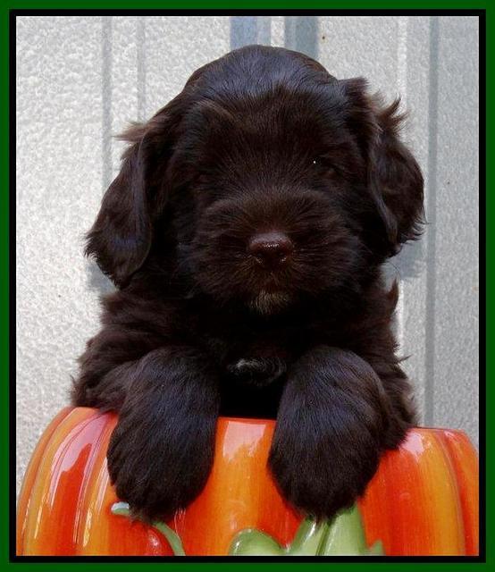 Cherie Mojo pups 5 wks old 311