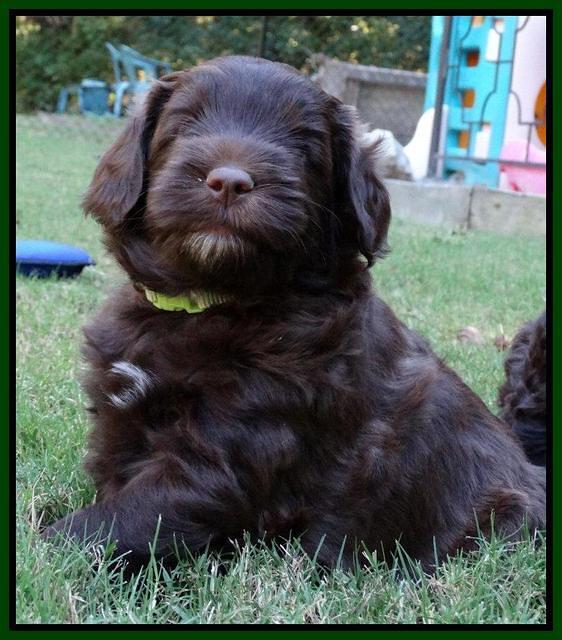 Cherie Mojo pups 5 wks old 321